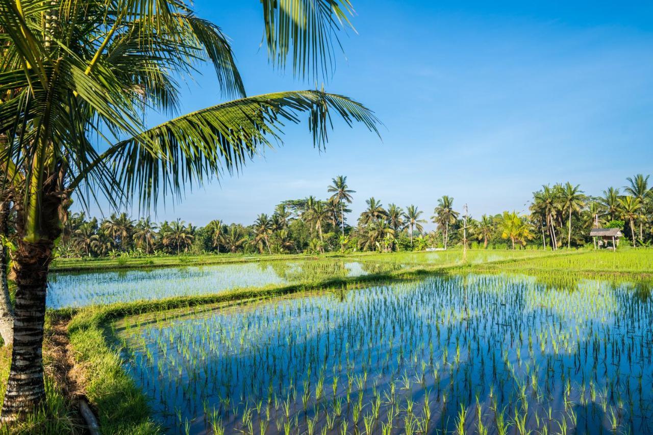 Buddha Homestay Ubud Exterior foto